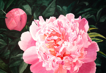 Peony, 13 x 20 inch Watercolour