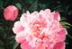 Peony, 13 x 20 inch Watercolour