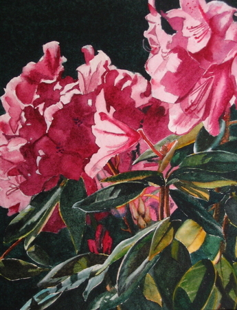 Sunny Rhodo's  7x8 inch  Watercolor